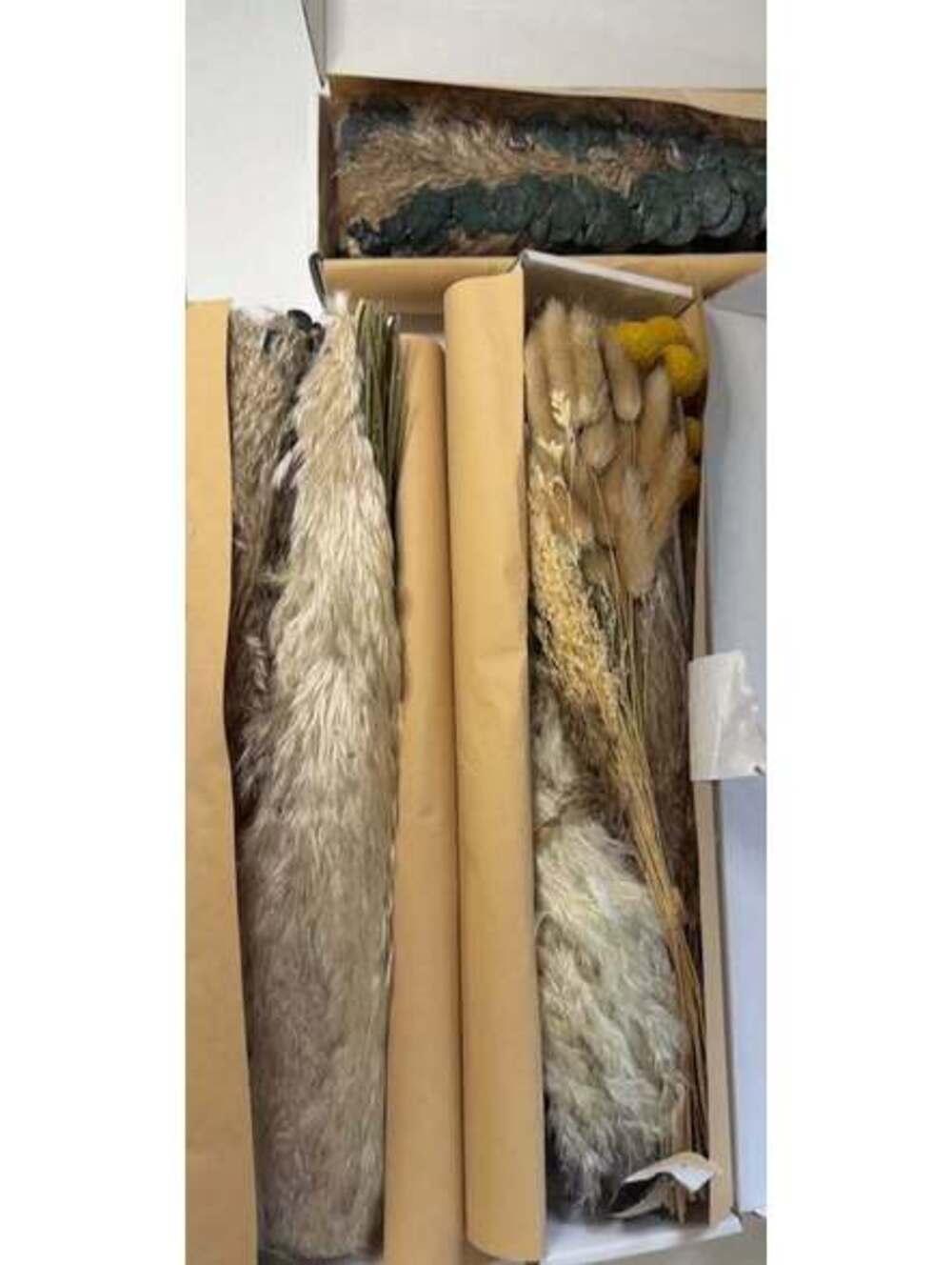 Dried Flowers Pampas Grass